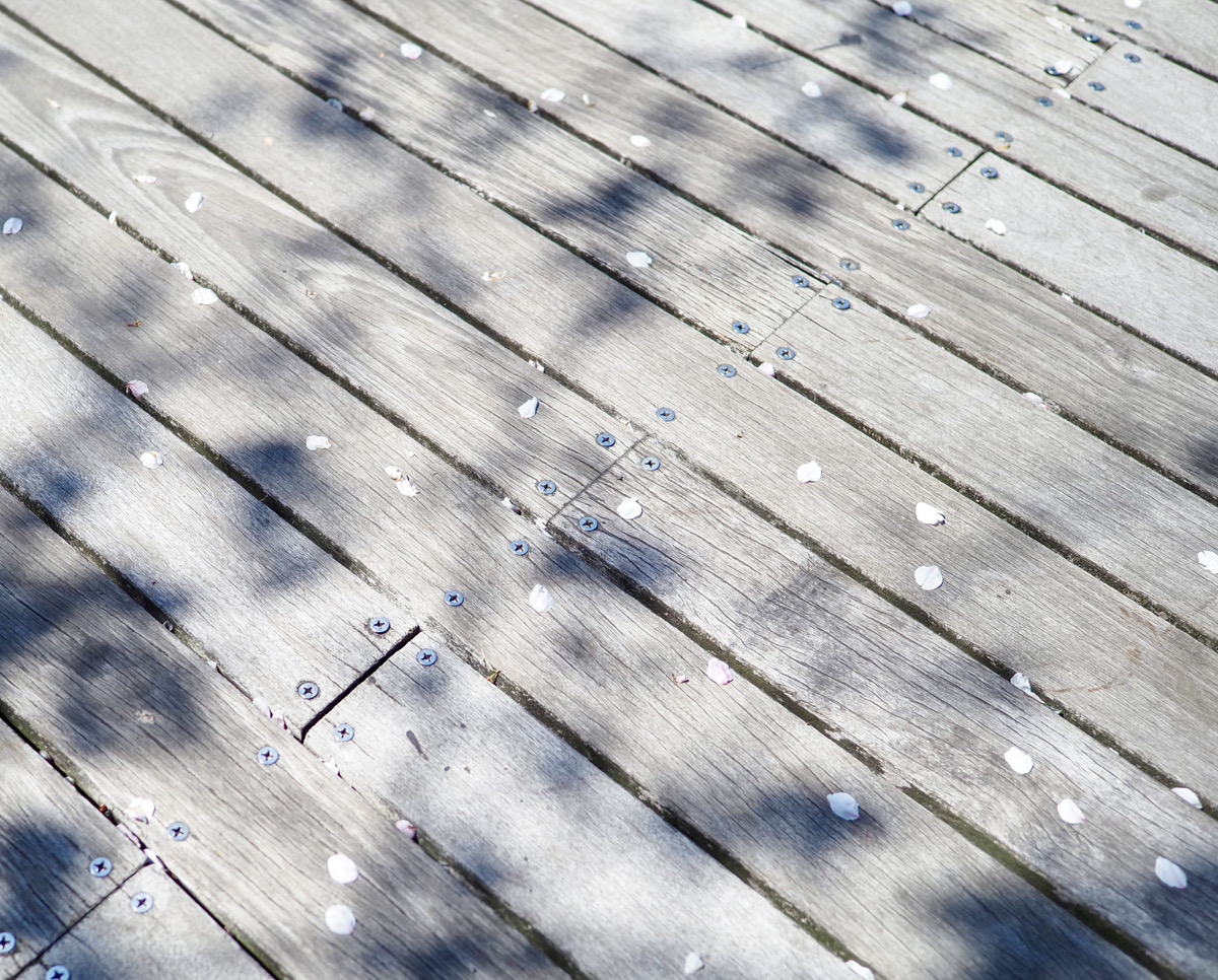 入社して4年目の春🌸